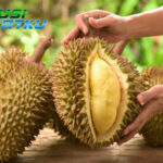 Manfaat Durian bagi Kesehatan Tubuh