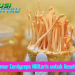 Manfaat Jamur Cordyceps Militaris untuk Kesehatan Tubuh