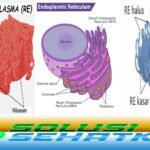 Memahami Fungsi Retikulum Endoplasma pada manusia