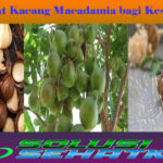 Manfaat Kacang Macadamia bagi Kesehatan