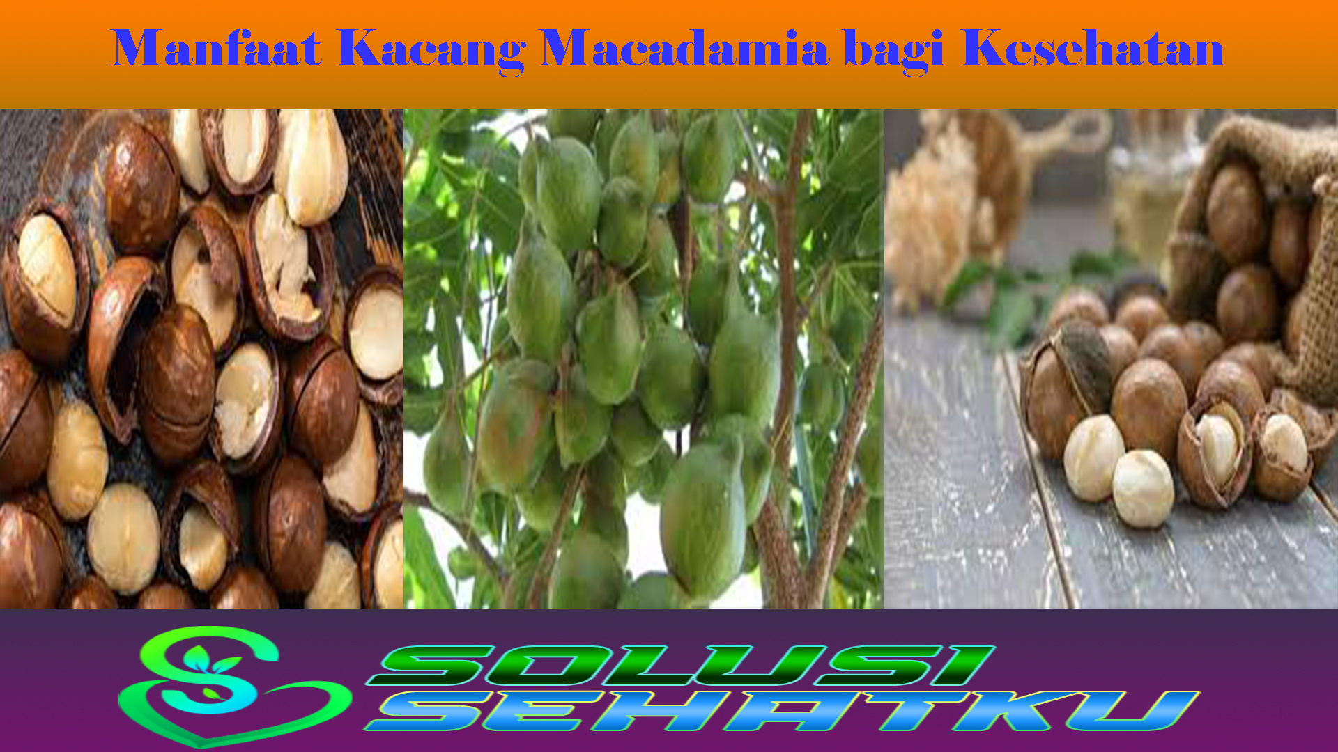 Manfaat Kacang Macadamia bagi Kesehatan