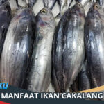 Manfaat Ikan Cakalang Beserta Kandungan Nutrisi di Dalamnya